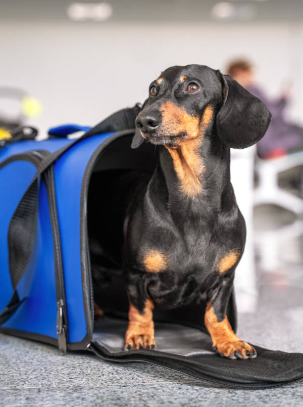 Dog in Travel Bag | Natex